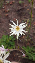 Knowltonia anemonoides