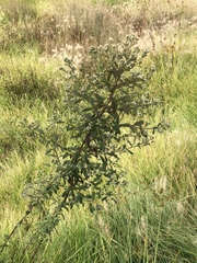 Baccharis sordescens