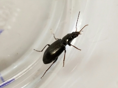 Agonum punctiforme