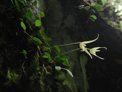 Bulbophyllum drymoglossum