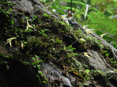 Bulbophyllum drymoglossum