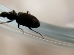 Agonum punctiforme