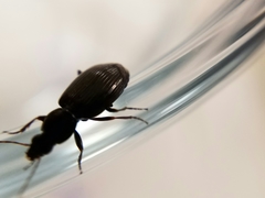 Agonum punctiforme
