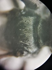 Tachysphex pechumani