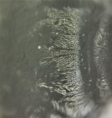 Tachysphex pechumani