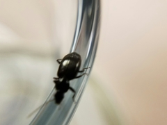 Agonum punctiforme