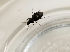 Agonum punctiforme
