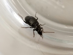Agonum punctiforme