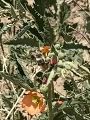 Melissodes tristis