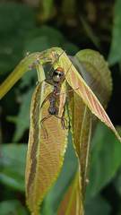 Dolichoderus attelaboides