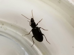 Agonum punctiforme