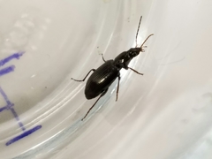 Agonum punctiforme