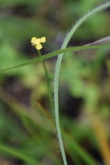 Xyris brevifolia