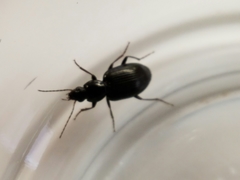 Agonum punctiforme