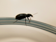 Agonum punctiforme