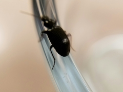 Agonum punctiforme