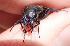 Calosoma cancellatum
