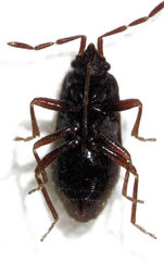 Tomocoris ornatus