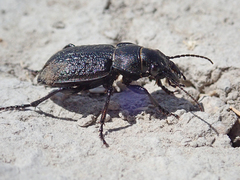Calosoma cancellatum