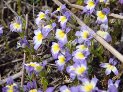 Porterella carnosula