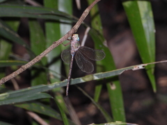 Gynacantha subinterrupta
