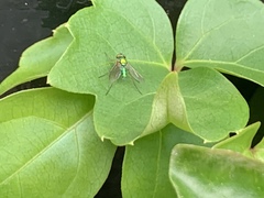 Chrysosoma globiferum