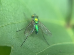 Chrysosoma globiferum