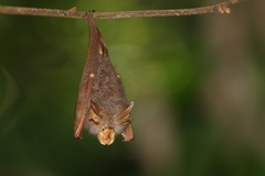 Rhinolophus trifoliatus