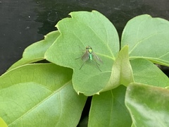 Chrysosoma globiferum