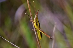 Mermiria intertexta