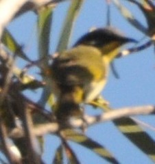 Lichenostomus cratitius