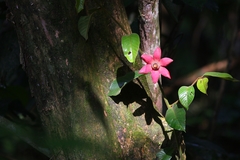 Uvaria grandiflora