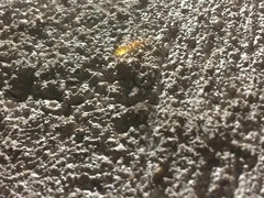 Camponotus festinatus