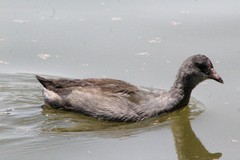 Gallinula galeata