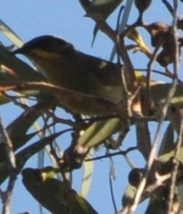 Lichenostomus cratitius
