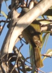 Lichenostomus cratitius