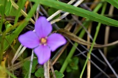 Rhexia nuttallii
