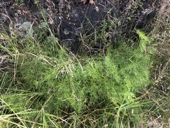 Arracacia tolucensis
