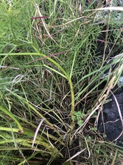 Arracacia tolucensis