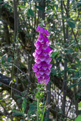 Digitalis purpurea