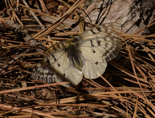 Clodius Parnassian photo 5