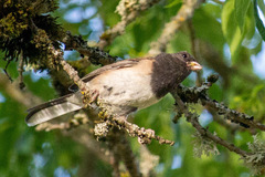 Junco hyemalis