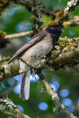 Junco hyemalis