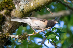 Junco hyemalis