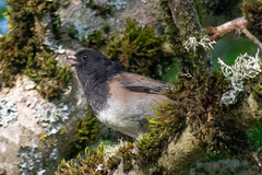 Junco hyemalis