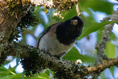 Junco hyemalis