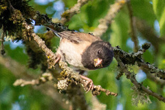 Junco hyemalis