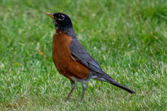 Turdus migratorius