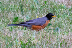 Turdus migratorius