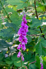 Digitalis purpurea